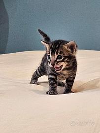 Cucciolo maschietto Bengala