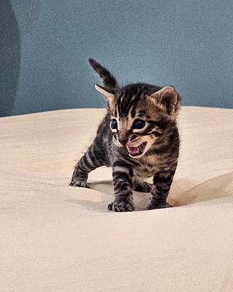 Cucciolo maschietto Bengala