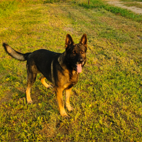 Pastore tedesco grigione