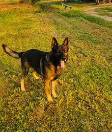 Pastore tedesco grigione