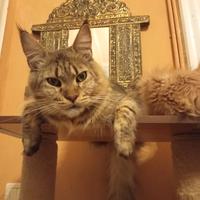 Maine Coon Cucciolona tabby