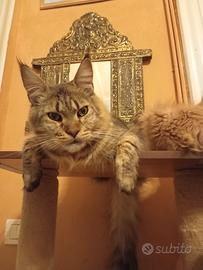 Maine Coon Cucciolona tabby