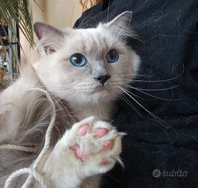 Cuccioli di Ragdoll