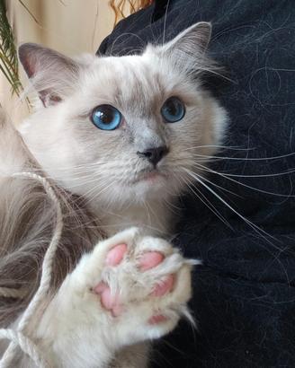Cuccioli di Ragdoll