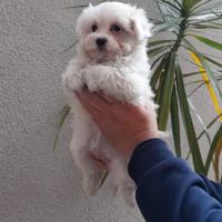 Cucciolo di maltese mini