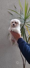 Cucciolo di maltese mini