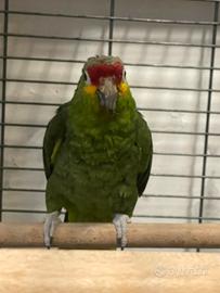 Amazzone fronte rossa