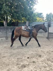 Cavallo