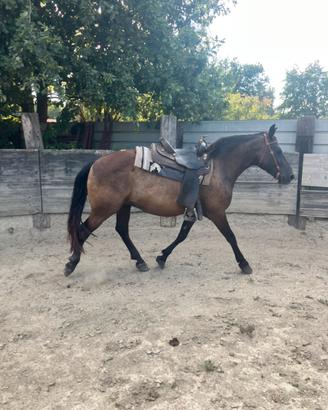 Cavallo