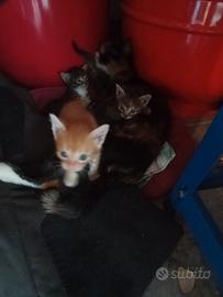 Gattino non di razza