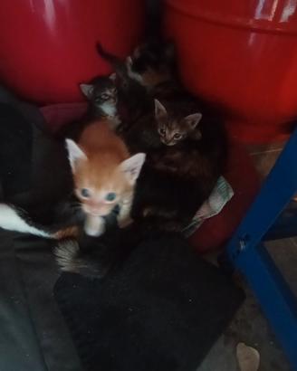 Gattino non di razza