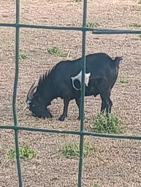Capra