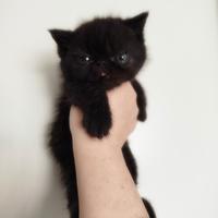 Exotic black maschio