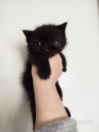 Exotic black maschio