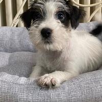 Jack russell maschio