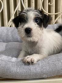 Jack russell maschio