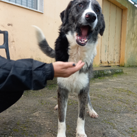 King cagnolone tg grande