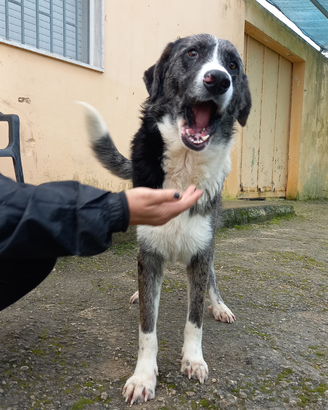 King cagnolone tg grande