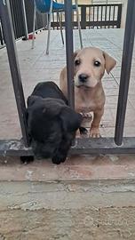 Animali