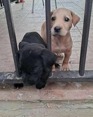 Animali