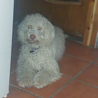 Lagotto romagnolo puro
