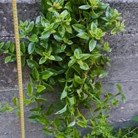 APTENIA CORDIFOLIA piante grasse fiori fucsia h 70