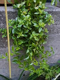 APTENIA CORDIFOLIA piante grasse fiori fucsia h 70