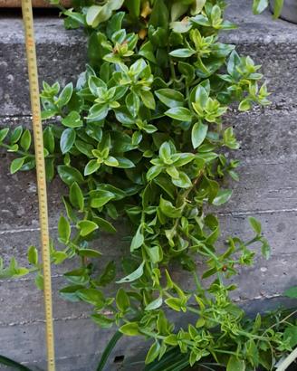 APTENIA CORDIFOLIA piante grasse fiori fucsia h 70