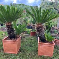 Piante di cycas in vaso di terracotta