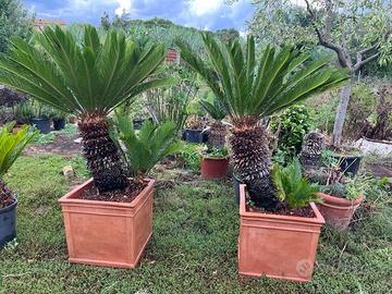 Piante di cycas in vaso di terracotta