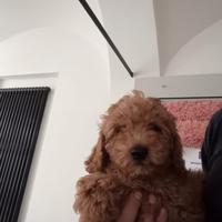 Barboncini adorabili cucciolate pronte