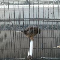 Canarini gloster femmine