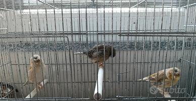 Canarini gloster femmine