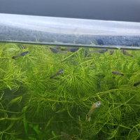 Guppy e ibridi endler