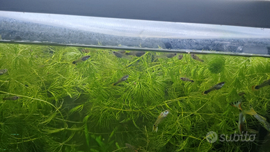 Guppy e ibridi endler