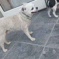 Incrocio pinger/chihuahua