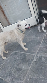 Incrocio pinger/chihuahua