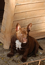American bully femmina cucciola