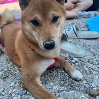 Shiba Inu femmina per accoppiamento