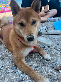 Shiba Inu femmina per accoppiamento