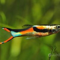 Guppy blackbarr per piante acquario