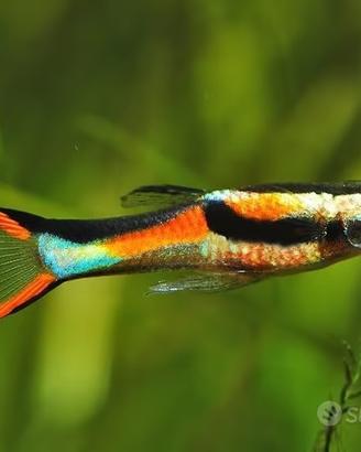 Guppy blackbarr per altri tipi di Guppy