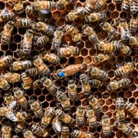 Nucleo su 5 telai regina 2025