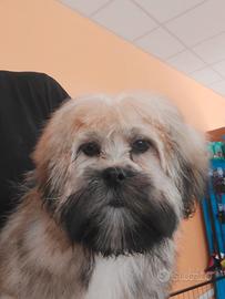 Lhasa apso
