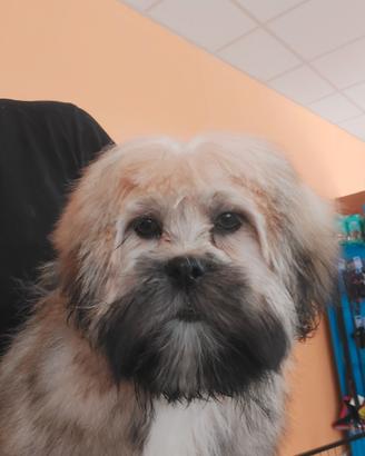 Lhasa apso