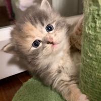 Gatto siberiano ipoallergenico