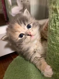 Gatto siberiano ipoallergenico