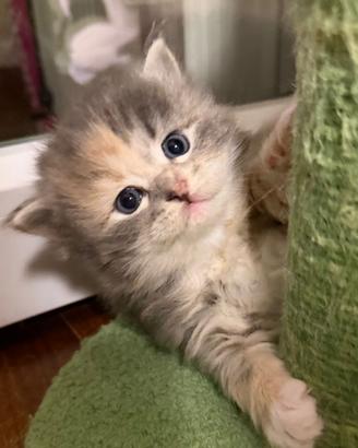 Gatto siberiano ipoallergenico