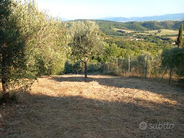 Terreno agricolo con uliveto con accesso da strada