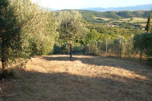 Terreno agricolo con uliveto con accesso da strada
